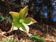 40 Helleborus niger - Elleboro ormai in fruttescenza